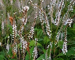 Persicaria amplexicaulis alba