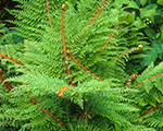 Polystichum setiferum herrenhausen