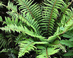 Cietparde sarainā 'Proliferum'