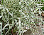Schizachyrium scoparium chameleon