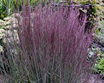 Schizachyrium scoparium blueparadise