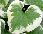 Brunnera macrophylla variegata