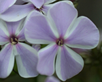 Phlox pan allinone