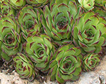 Sempervivum tectorum