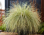 Lomandra whitesands