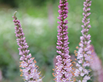 Veronicastrum virginicum kleineerica