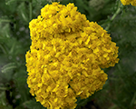 Achillea millefolium deserteveyellow