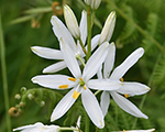 Anthericum ramosum
