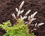 Aruncus aethusifolius