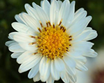 Aster dumosus alphawhite