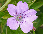 Geranium nodosum