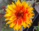Heliopsis scabra funkyspinner
