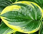 Hosta swampthing