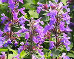 Nepeta grandiflora zinsersgiant