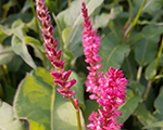 Persicaria amplexicaulis js keepsmiling