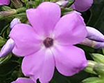 Phlox hybrida openingactblush