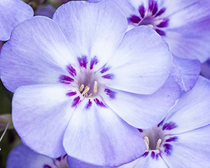 Floksis skarainais 'Blue Dolphin'