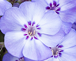 Phlox paniculata blue dolphin