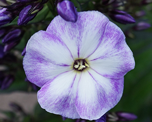 Floksis skarainais 'Younique Old Blue'