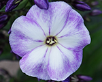 Phlox paniculata youniqueoldblue