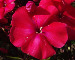 Floksis skarainais 'Younique Red'