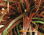 Uncinia rubra belindasfind