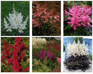 Astilbju komplekts zemais 'Cappuccino', 'Ellie', 'Fanal', 'Freya', 'Inshirach Pink', 'Vanessa'