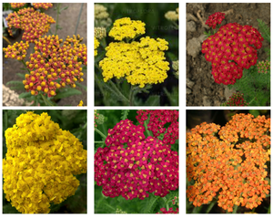 Pelašķu komplekts 'Desert Eve Red', 'Desert Eve Yellow', 'Paprika', 'Safran', 'Sassy Summer Lemon', 'Terracotta'