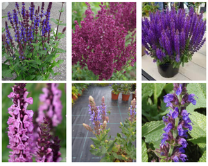 Salviju komplekts 'Blue Bouquetta', 'Caradonna Compact', 'Ostfriesland', 'Salute Ice Blue', 'Sensation Medium Deep Rose', 'Schwellenburg'