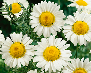 Ilzīte dzeltenā 'Sauce Hollandaise'