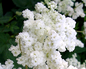 Vīgrieze parastā 'Flore Pleno'