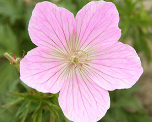 Gandrene Klarka 'Kashmir Pink'