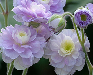 Gandrene pļavas 'Summer Skies'