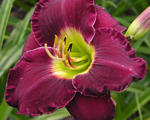 Dienziede 'Bela Lugosi'