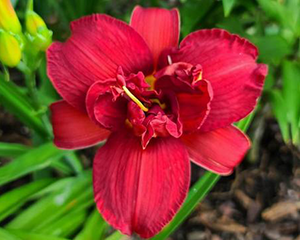 Dienziede 'Double Firecracker'