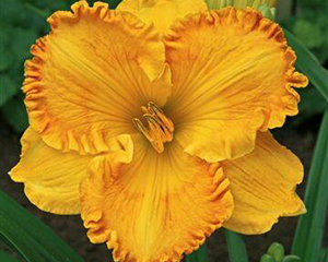 Dienziede 'Orange Nassau'