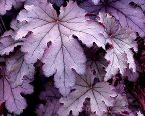Heiherella 'Plum Cascade'