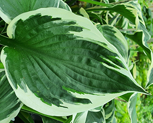 Hosta 'Minuteman'
