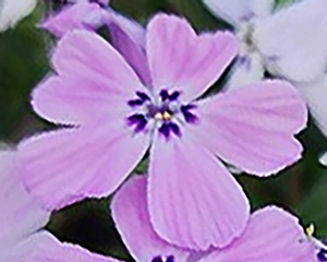 Floksis aslapu 'Benita'