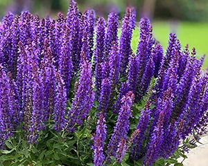 Salvija birztalu 'Rianne Purple'