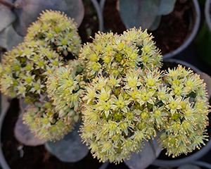 Laimiņš 'Seduction Yellow Delicate'