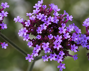 Verbēna Buenosairesas 'Vanity'