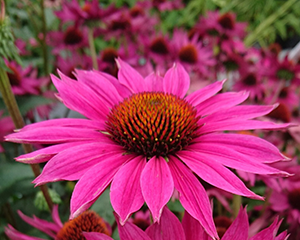 Ehinācija purpurea 'JS Roho'