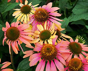Ehinācija 'Summer Cocktail'