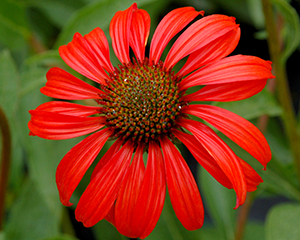 Ehinācija 'Tomato Soup'