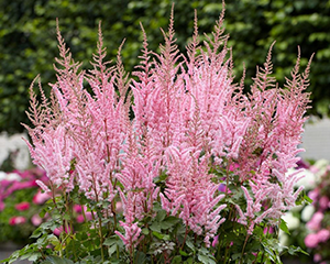 Astilbe 'Mighty Pip'