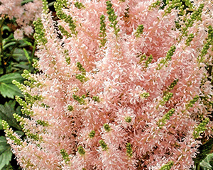 Astilbe 'Vision Inferno'