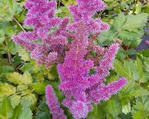 Astilbe 'Vanessa'