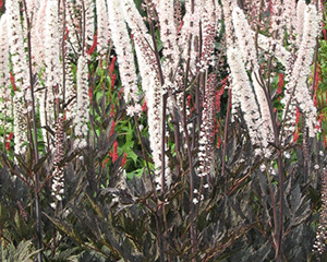 Sudrabsvece 'James Compton'