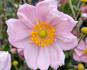 Anemone 'Königin Charlotte'